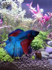 Betta splendens