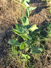Asclepias arenaria