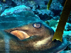 Myliobatis tenuicaudatus