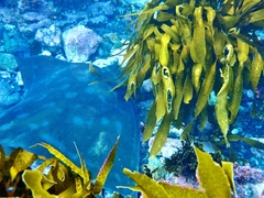 Myliobatis tenuicaudatus