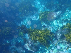 Myliobatis tenuicaudatus