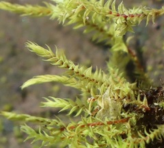 Triquetrella papillata