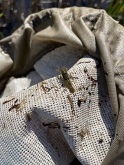 Faxonius virilis