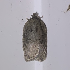 Acleris chalybeana