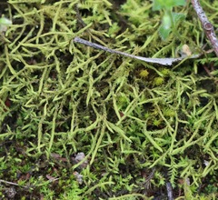 Triquetrella papillata