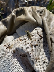 Faxonius virilis