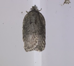 Acleris chalybeana