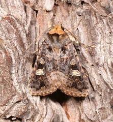 Hexorthodes catalina