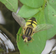 Helophilus latifrons