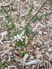 Leptospermum continentale