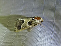 Schinia rivulosa