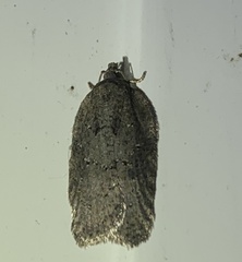 Acleris chalybeana