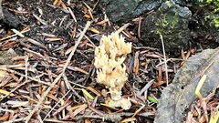 Ramaria