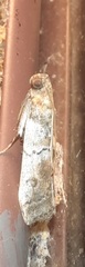 Chararica hystriculella