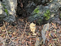 Ramaria
