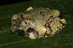 Ecnomiohyla salvaje