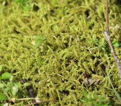 Triquetrella papillata