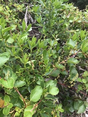 Muehlenbeckia adpressa