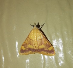 Pyrausta pseudonythesalis