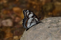Limenitis weidemeyerii