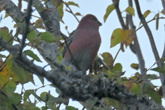 Pinicola enucleator