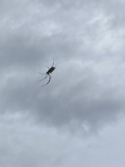 Trichonephila clavata