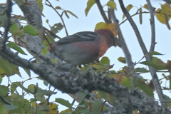 Pinicola enucleator