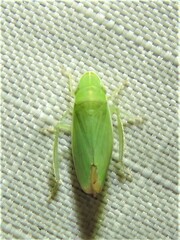 Memnonia flavida