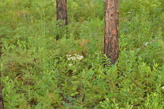 Papilio palamedes palamedes
