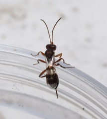 Gelis tenellus