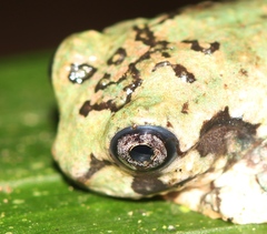 Ecnomiohyla salvaje