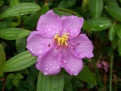 Melastoma
