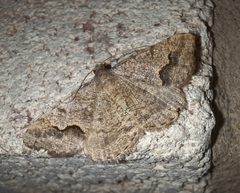 Frederickia s-signata