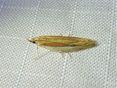 Tampa dimediatella