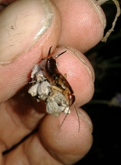 Forficula auricularia