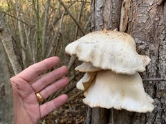 Pleurotus ostreatus