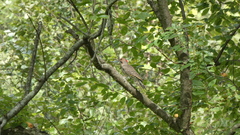 Colaptes auratus luteus