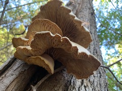 Pleurotus ostreatus
