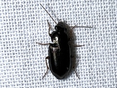 Selenophorus