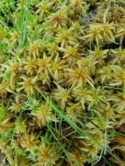Sphagnum centrale