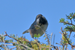 Poecile hudsonicus