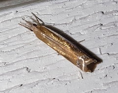 Crambus praefectellus