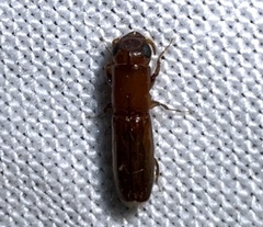 Euplatypus compositus