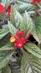 Chrysothemis pulchella
