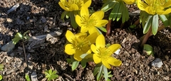 Eranthis hyemalis