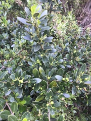 Alyxia buxifolia