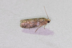 Sciota rubrisparsella