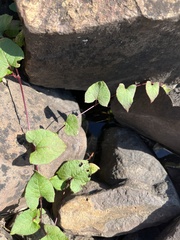 Fallopia cilinodis