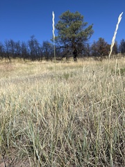 Elymus smithii