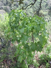 Pittocaulon praecox